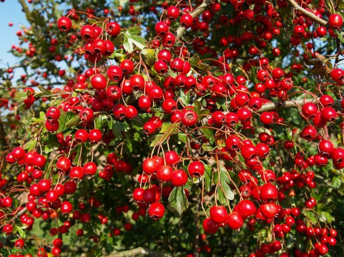 Ang ani ng Hawthorn sa mga sanga