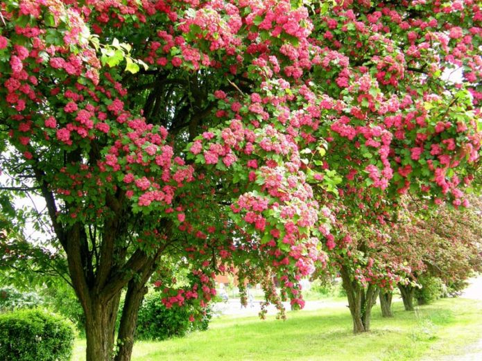 Hawthorn sa disenyo ng landscape