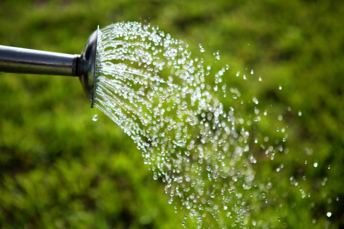 Watering hawthorn