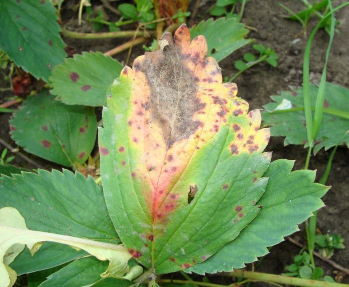 Hoja de fresa afectada por mancha marrón