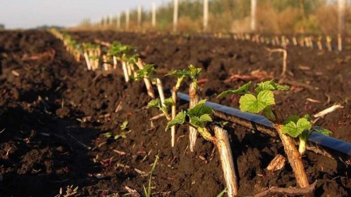 Propagação de groselhas sem espinhos