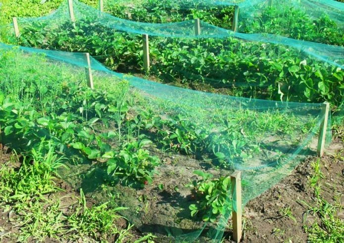 Protegiendo las plantaciones de fresas de los pájaros con una red