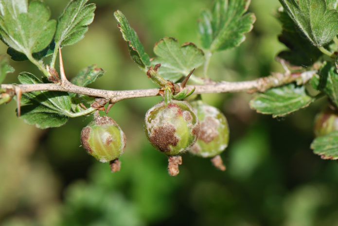 Kruisbes aangetast door spheroteca