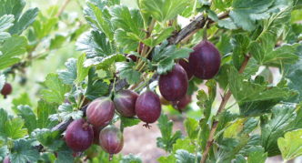 Gooseberry variety London