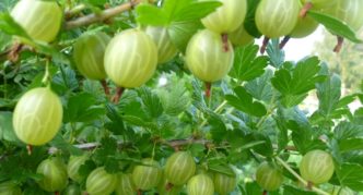 Lyubimet pelbagai Gooseberry