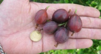 Aristokrat pelbagai Gooseberry