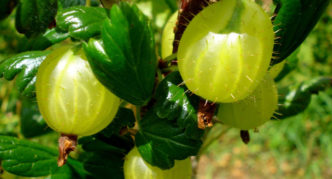 Pelbagai Gooseberry Korshudin