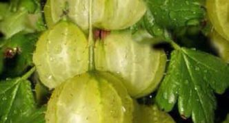 Iba't ibang Gooseberry variety Mukurines