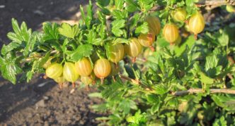 Iba't ibang uri ng gooseberry Honey