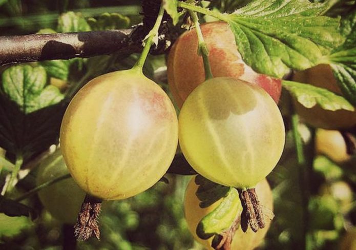 Gooseberry variety Russian yellow