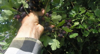 Gooseberry giống Châu Phi