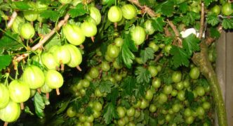 Invicta gooseberry variety