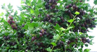 Gooseberry variety Chernomor