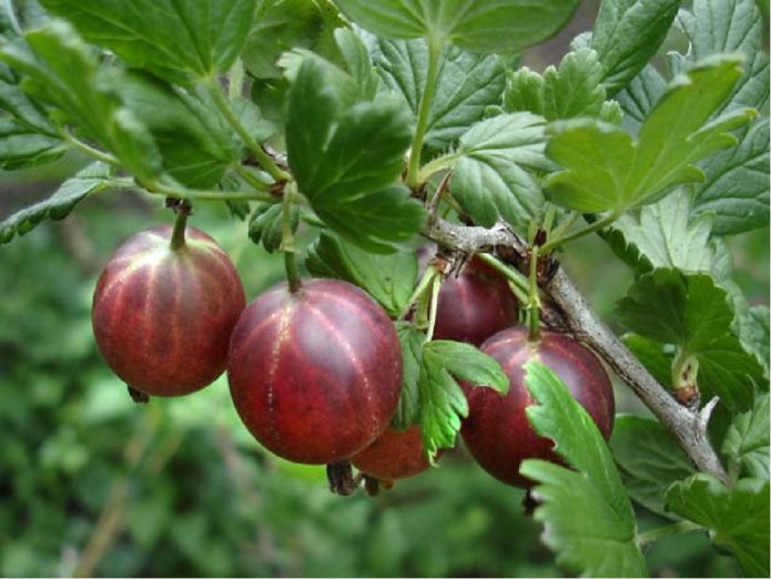 Iba't ibang Olavi gooseberry variety