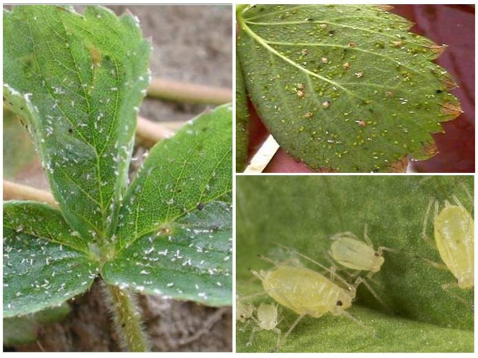 Bladluizen op aardbeien