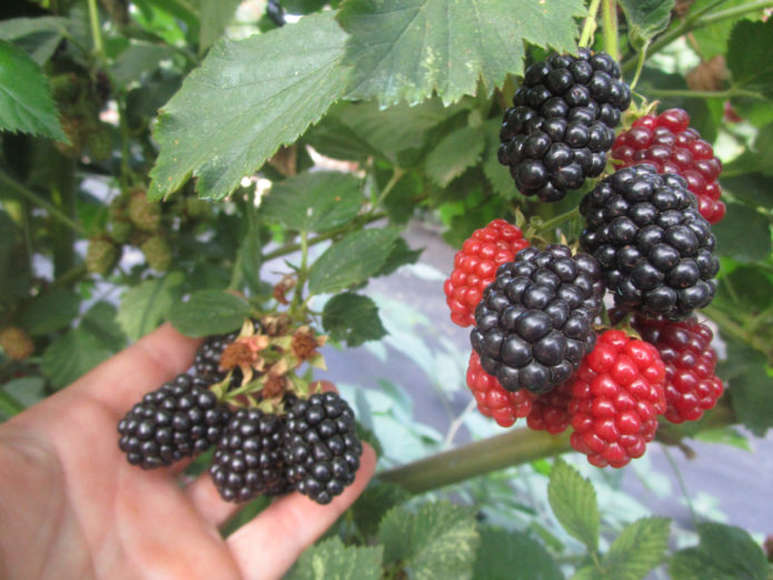 „Blackberry Kitatini“