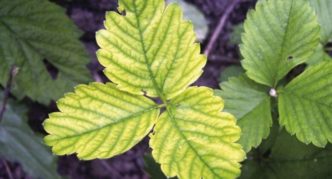 Jaunissement des feuilles de fraisier