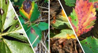 Taches sur les feuilles de fraise