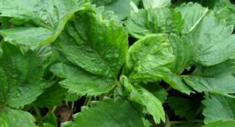 Curl feuille de fraise