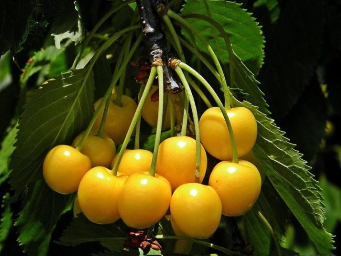 Sweet varieties ng cherry Orlovskaya amber