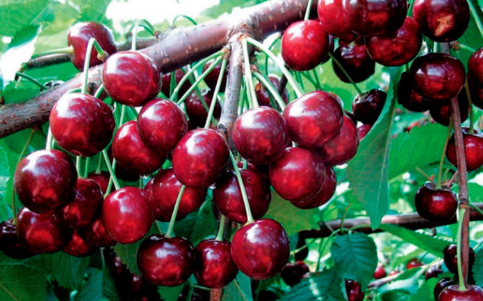 Ang mga varieties ng Cherry Narodnaya Syubarova