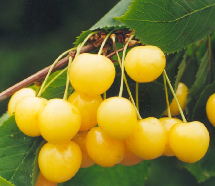 Variedad de cereza Leningradskaya amarilla