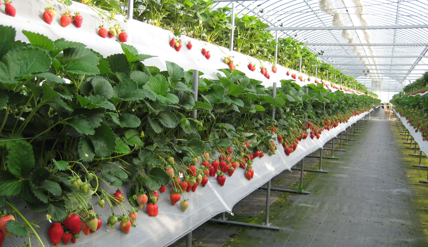 Wie man Erdbeeren in einem Gewächshaus anbaut: Sortenauswahl, Anbau in Töpfen und auf Gestellen, warme Erdbeerbetten