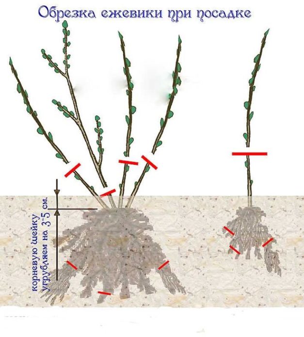 Blackberry seedling pruning drawing