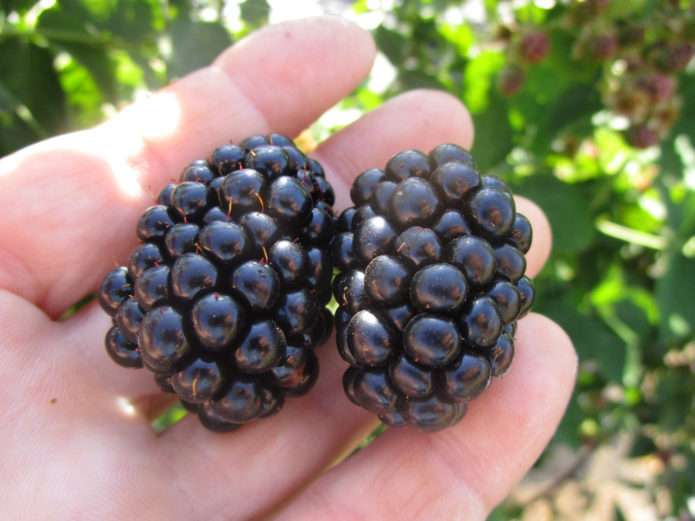 Blackberry fyr