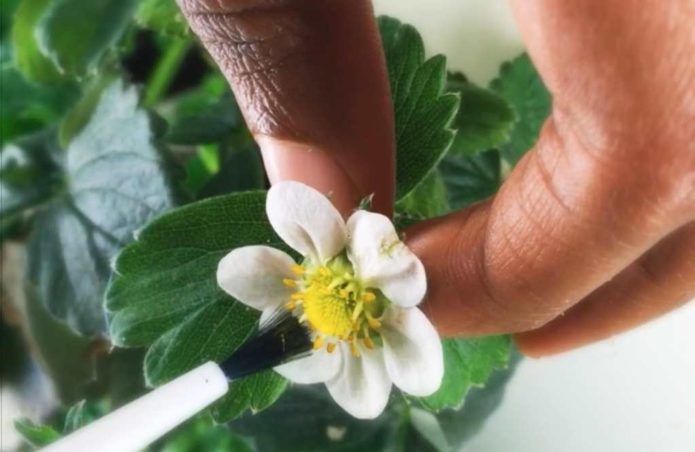 Pag-pollen ng mga bulaklak na strawberry