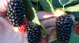 Natchez blackberries