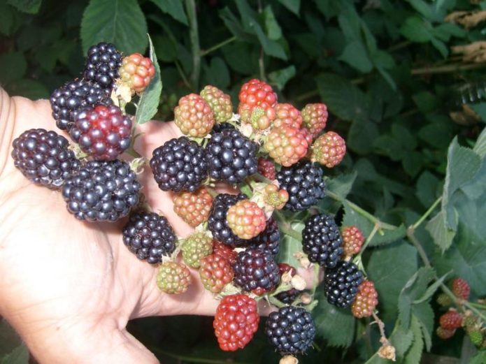 Blackberry Kara Prens