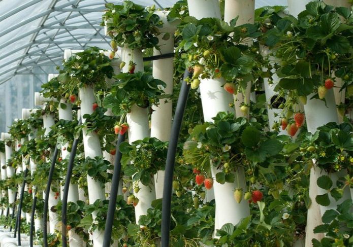 Aardbeien in verticale buizen