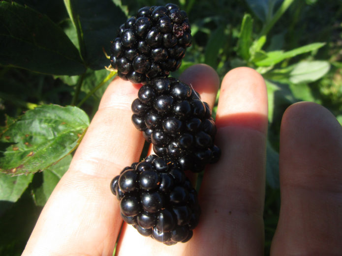 Blackberry-stroom