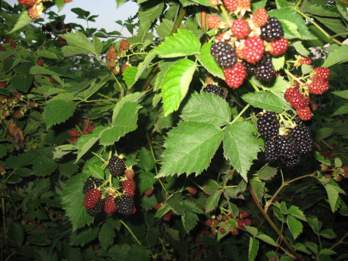 Böğürtlen Balsamı