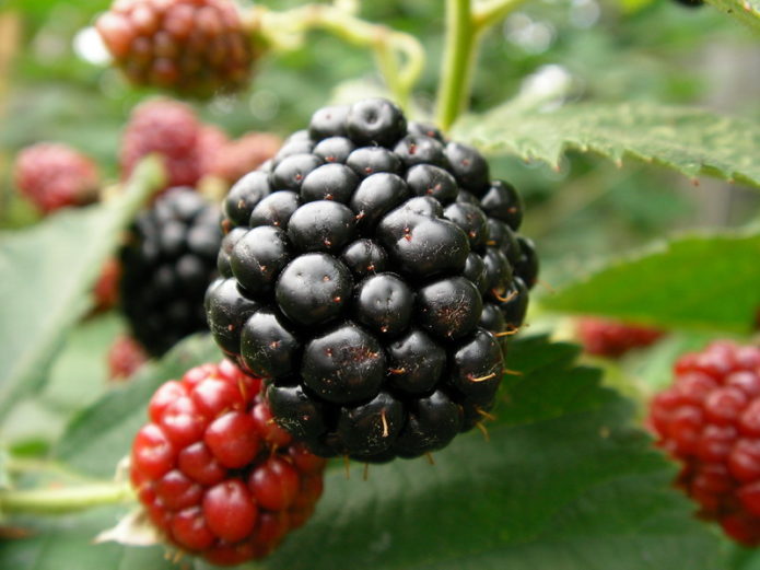 Brombeer-Nachodka