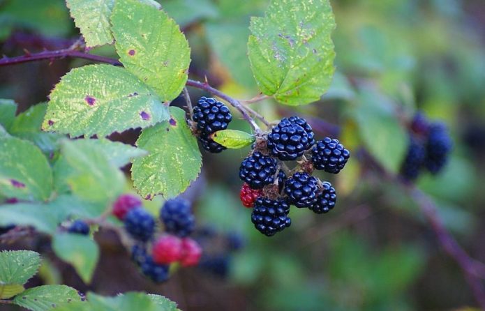 Blackberry Himalaya's