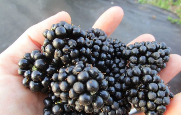 Mga berry ng blackberry variety na Chief Joseph