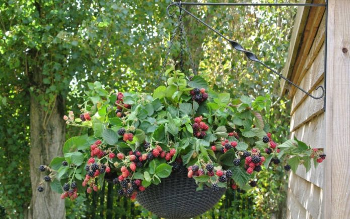 Cascada de moras negras