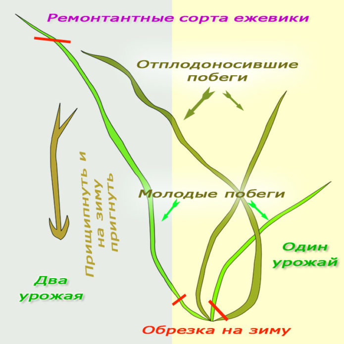 Tvorba kríkov remontantných černíc