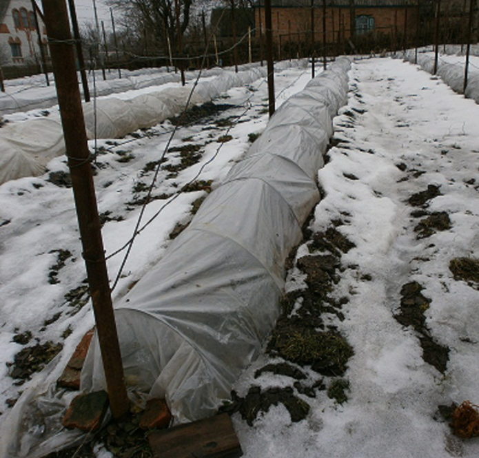 Shelter for grapes in winter