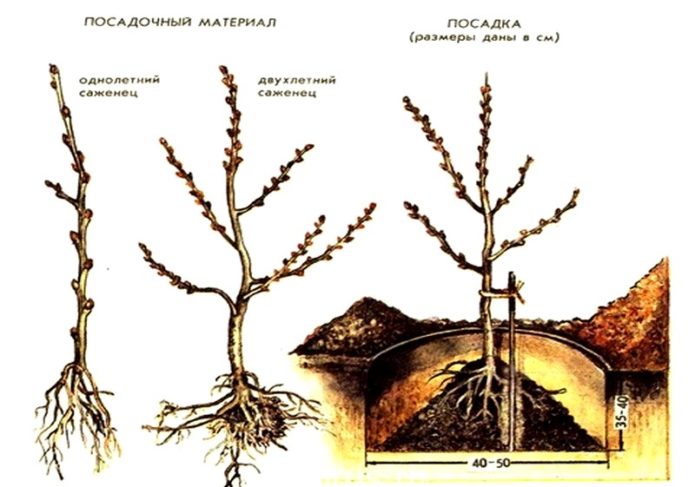 Plantning af havtorn