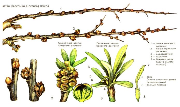 Schéma de la structure des bourgeons d'argousier