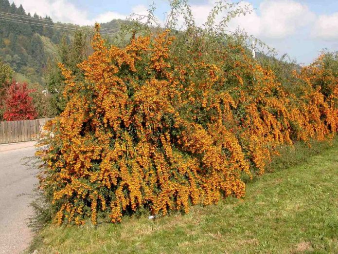 Planting sea buckthorn in rows