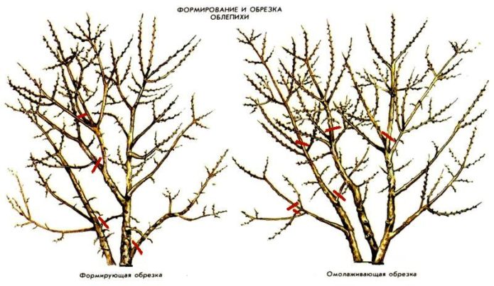 Shaping and rejuvenating sea buckthorn trim