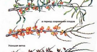 Fusarium увяхване