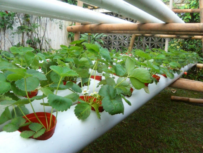 Strawberries in pipe beds