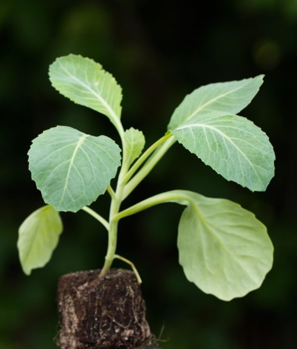 Jonge broccoliplant