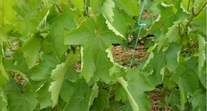 Rolling the leaves of the grapes