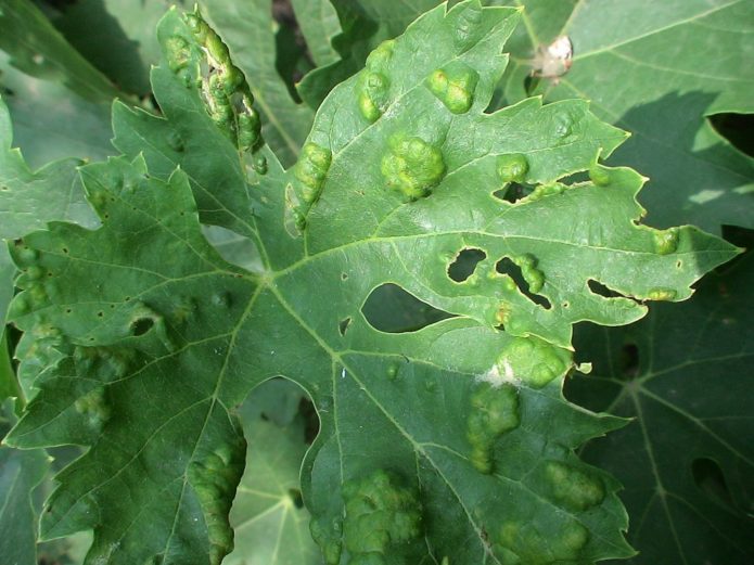 Leaf phylloxera